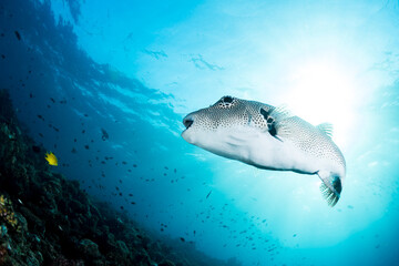 Map puffer fish swimming above coral reef with sunrays piercing the water