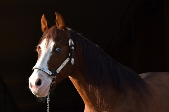 American Quarter Horse