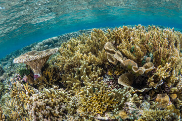 Fototapeta na wymiar Hard coral cover coral reef in shallow tropical waters