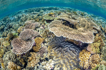 Colorful corals on shallow coral reef in tropical weaters