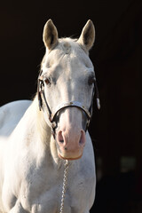 American Quarter Horse