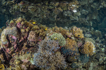 Naklejka na ściany i meble Diverse biodiversity and many species of coral on healthy coral reef 