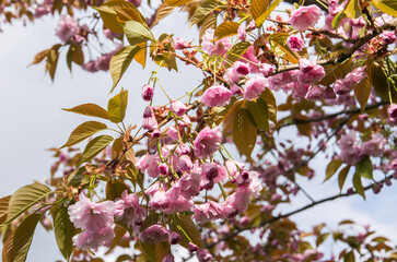 Obraz na płótnie Canvas A branch of blossoming pink sakura in spring.