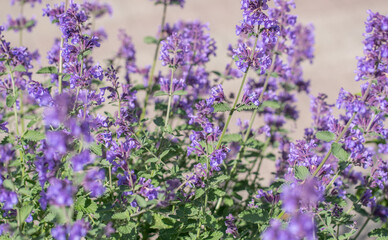 Obraz premium Field of Lavender, Lavandula angustifolia, Lavandula officinalis