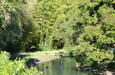 Fototapeta premium black swans in the park in the pond