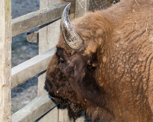 European bison (Bison bonasus), also known as the wisent. Bull in the pen. © Piotr