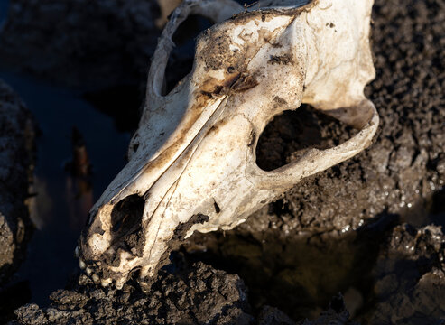 The skull of a dog in a swamp. Extinction of animals from natural disasters. Environmental disaster.