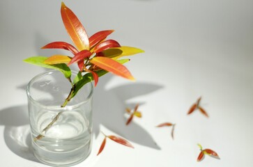 Leaves in glass