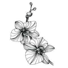 Orchids flower. Floral botanical flower. Isolated illustration element. Vector hand drawing wildflower for background, texture, wrapper pattern, frame or border. © yanushkov