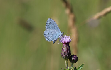 Faulbaum-Bläuling - Holly blue