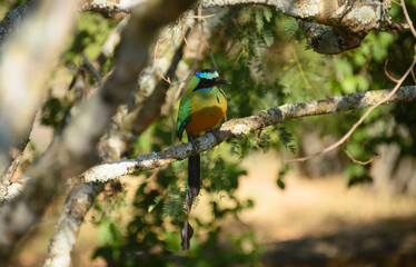 Blue-crowned motmot along the Camino Real, Barichara, Santander, Colombia