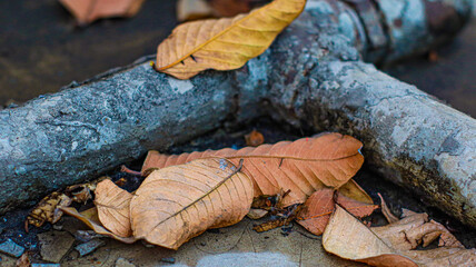 Winter Fallen Leaves