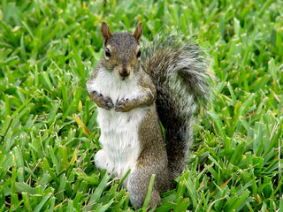 squirrel on the grass