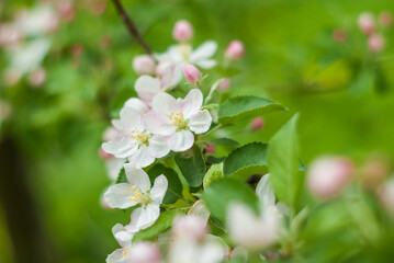 Apple tree in white and pink color flowers. Springtime begining in the garden. The branches of a blossoming tree in spring day in the wind. Beautiful blurring background. selective focus.
