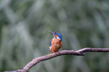 Beautiful blue Kingfisher bird, male Common Kingfisher, sitting on a branch, in front
