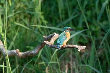 Beautiful blue Kingfisher bird, male Common Kingfisher, sitting on a branch, side profile