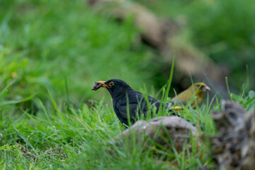 The male blackbird found a worm on a green lawn. The common blackbird, Turdus merula, also called Eurasian blackbird