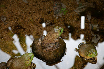 frog in the pond