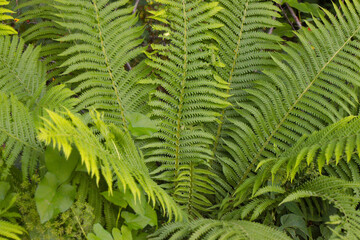Branches and leaves of forest fern.