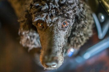 Poodle face close up