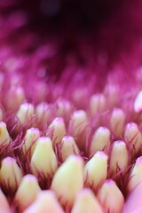 
gerbera flower macro photo, very close up, natural flower.