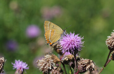 Nierenfleck-Zipfelfalter - Brown hairstreak