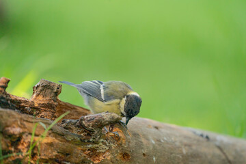 A tit is looking for food on a tree trunk. Great tit, Parus major, on tree trunk in search of food in autumn or winter