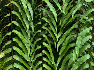 Beautiful green fern leaves background , natural fern pattern . - 403370509