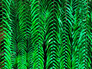 Beautiful green fern leaves background , natural fern pattern . - 403370511