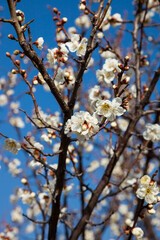 Flowers plum blossoming in spring.