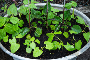 Junge bohnen wachsen in frischer erde im fr&uuml;hjahr