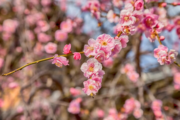 Pink plum blossom Flowers in spring.