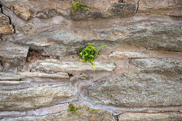 Ein kleiner farn wächst aus einer natursteinmauer