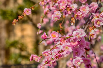 Pink plum blossom Flowers in spring.