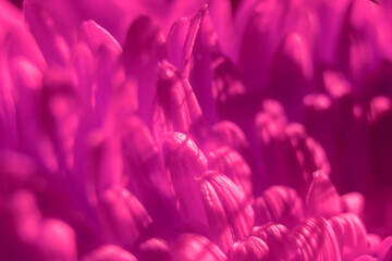 Fototapeta premium gerbera flower macro photo, very close up, natural flower.