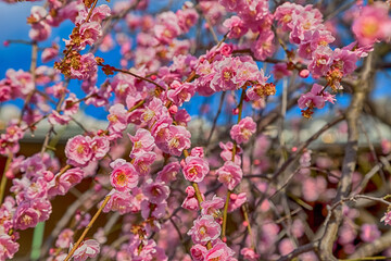 Pink plum blossom Flowers in spring.