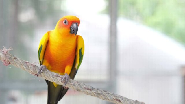 Close up Colorful yellow orange green love bird chirping while standing on rope