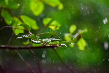frog in the pond