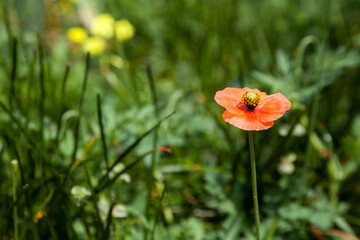 Fototapeta premium Poppy flowers field, summer beautiful landscape.