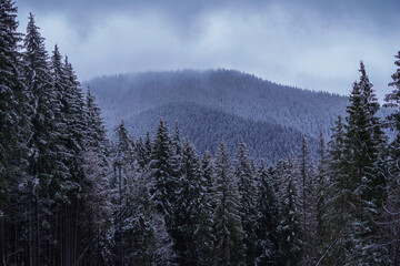  Winter snowy foggy mountain forest. High fir trees covered by snow. Idyllic landscape.