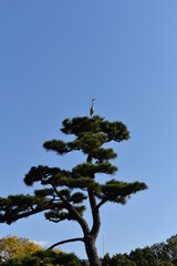 tree in the sky