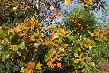 Brown and Green Autumn Leaves on a Scrub or Bear Oak Tree (Quercus x ilicifolia) Growing in a Garden in Rural Devon, England, UK