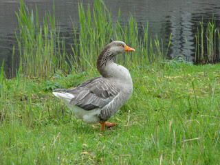 A duck near a water channel in the residential area of City Gouda.