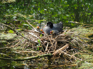 A duck with cubs on a nest on a water channel in the residential area of City Gouda.