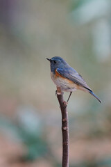 red flanked blue tail on the perch