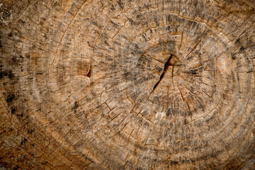 Brown dried tree stump shows annual rings. The annual ring are used to indicate the age of a dicotyledon tree. 

