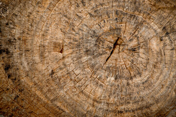 Naklejka premium Brown dried tree stump shows annual rings. The annual ring are used to indicate the age of a dicotyledon tree. 