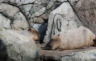 Two capybaras sleep in the sun on rocks