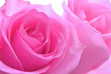 Pink rose 