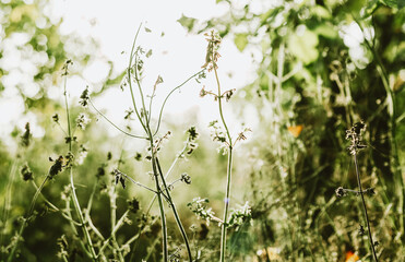 Green nature summer background with tiny plants and grass in sun light, beautiful meadow, forest, park backdrop